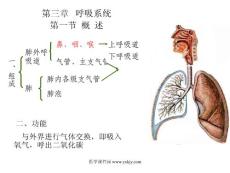 上海中医药基础医学系统解剖学PPT课件 呼吸系统