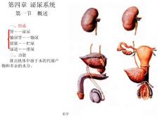 上海中医药基础医学系统解剖学PPT课件 泌尿系统