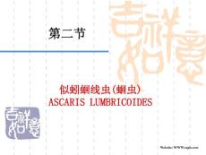 寄生虫课程课件--ascaris lnmbricoides