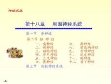 系统解剖学——脑神经