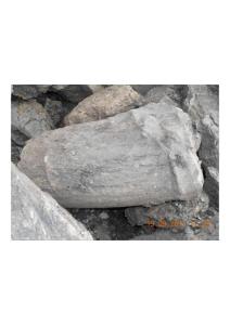 化石图片1-DSCN0633