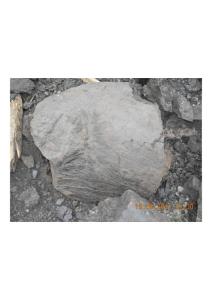 化石图片3-DSCN0635