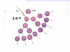 细胞增值