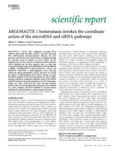 ARGONAUTE 1 homeostasis invokes the coordinate action of the microRNA and siRNA pathways