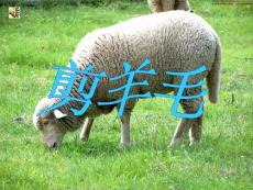 《剪羊毛》课件