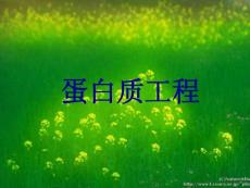 课件蛋白质工程