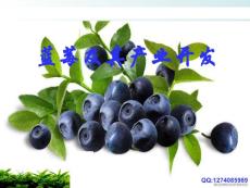 蓝莓及其产业开发
