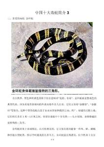 中国十大毒蛇简介3