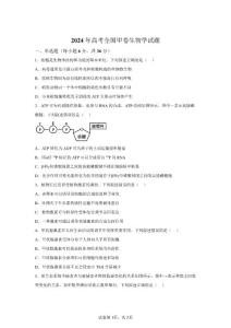 2024年全国甲卷高考生物试卷真题及答案解析（精校打印）