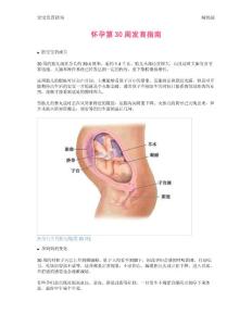 【怀孕指南】怀孕第30周发育指南