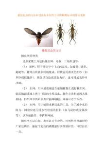 捕捉昆虫的方法和昆虫标本制作方法附蝴蝶标本制作法案例