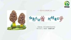 【国赛】红色儿女情 阿坝菌王梦