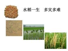 水稻病虫害防治(农户版)