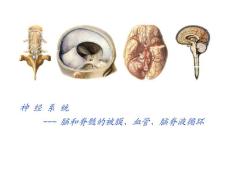 系统解剖学，重庆医科大学，课件
