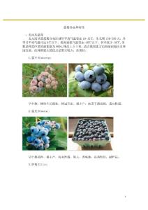 蓝莓各品种特性