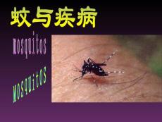 蚊与疾病