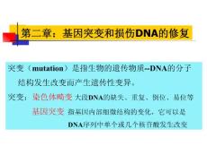 基因突变和损伤DNA的修复