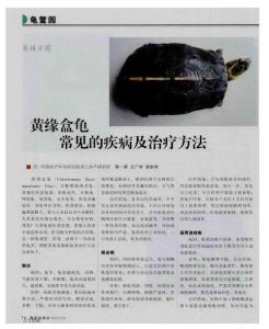 黄缘盒龟常见的疾病及治疗方法