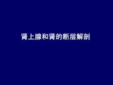 肾上腺和肾的断层解剖-腹部断层解剖学人体断层解剖学-课件-13