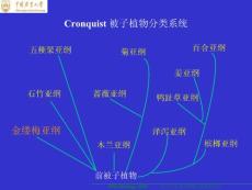 《植物生物学》16-2 被子植物主要类群（二）
