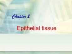 组织学与胚胎学Epithelial tissue