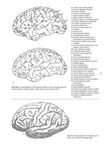 脑MRI图集高清英文版 - J. C. Tamraz, Springer, 2006_部分6
