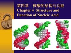 第四章  核酸的结构与功能