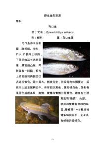鱼类动物资源