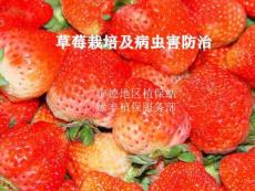 草莓栽培及病虫害防治