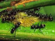 小学科学观察蚂蚁课件