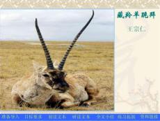 可可西里藏羚羊自然保护区