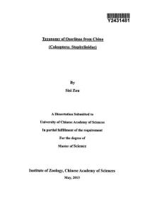 中国筒隐翅虫亚科分类学鞘翅目隐翅虫科