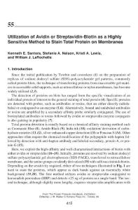 Utilization of Avidin or Streptavidin-Biotin as a Highly Sensitive Method to Stain Total Protein on Membranes