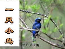 一只小鸟课b件.a