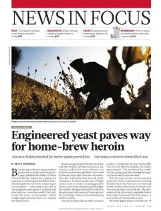 [PDF] Engineered yeast paves way for home-brew heroin
