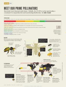 [PDF] Meet our prime pollinators