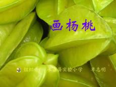 小學(xué)三年級語文課件：畫楊桃