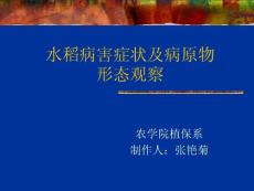 【农学课件】水稻病害识别与鉴定