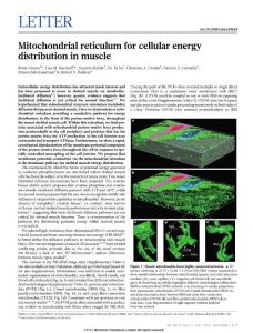 Mitochondrial reticulum for cellular energy distribution in muscle