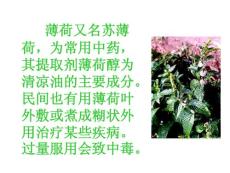 《薄荷茶》课件（沪教版二年级语文下册课件）