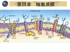 第04章  細(xì)胞質(zhì)膜