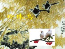 五年级语文下册 珍珠鸟 课件 语文S版