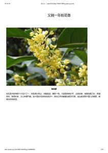 又到一年桂花香