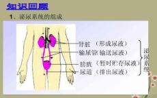 山東省日照市東港實(shí)驗(yàn)學(xué)校七年級(jí)生物下冊(cè)《眼和視覺》課件 新人教版