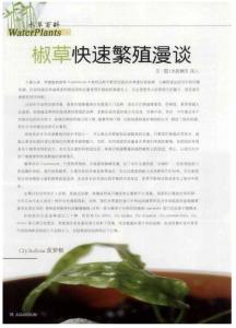椒草快速繁殖漫谈