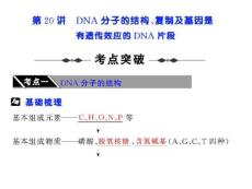 第20讲 DNA分子的结构、复制及基因是有遗传