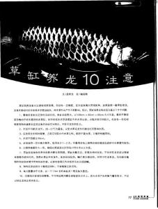 草缸养龙10注意