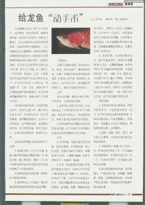 给龙鱼“动手术”