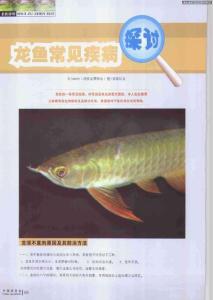 龙鱼常见疾病探讨