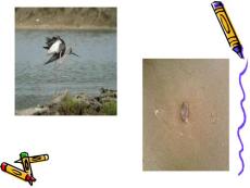 24寓言兩則之鷸蚌相爭(zhēng)